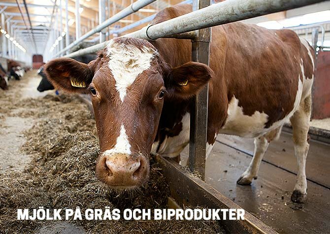 mjölk på gräs och biprodukter AquaAgri