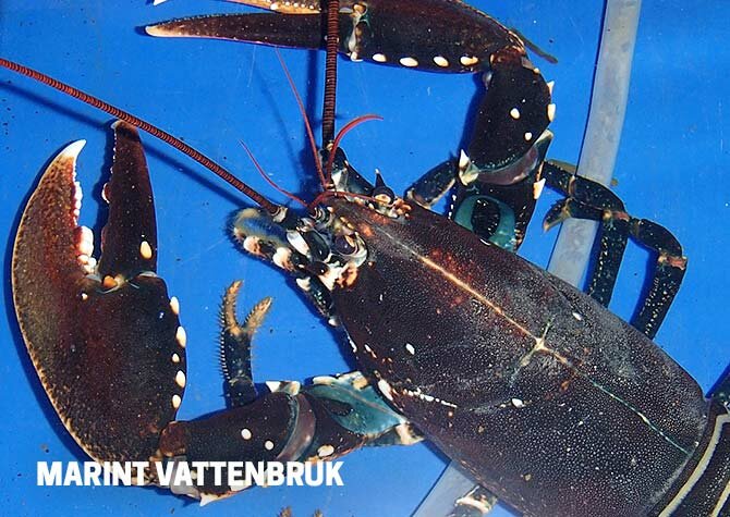 Innovativa lösningar för utveckling av marint vattenbruk AquaAgri