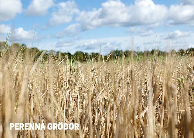 perenna grödor AquaAgri