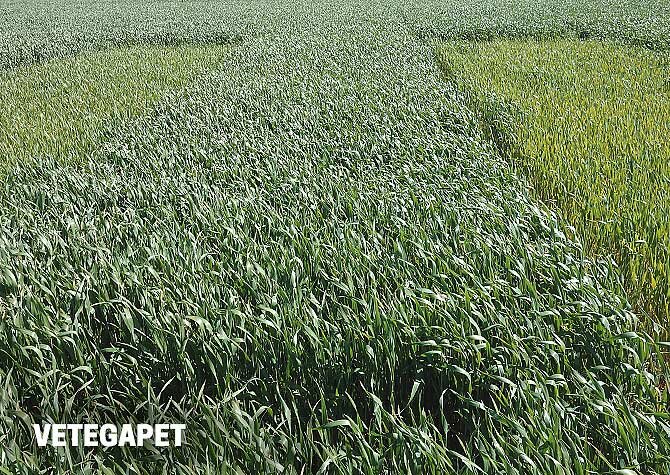 Vetegapet skördegapet AquaAgri