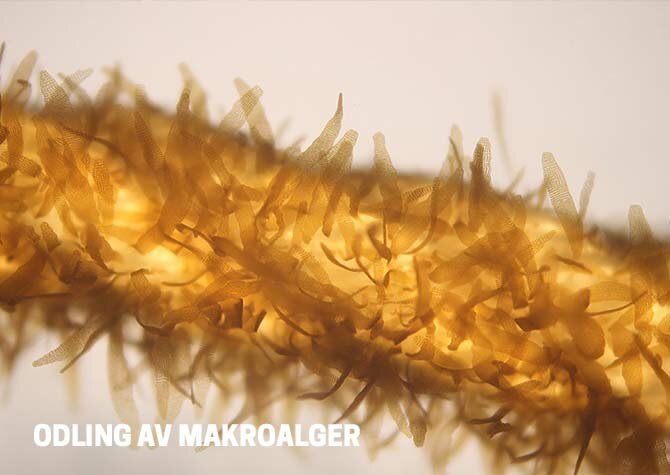 odling av alger, makroalger AquaAgri